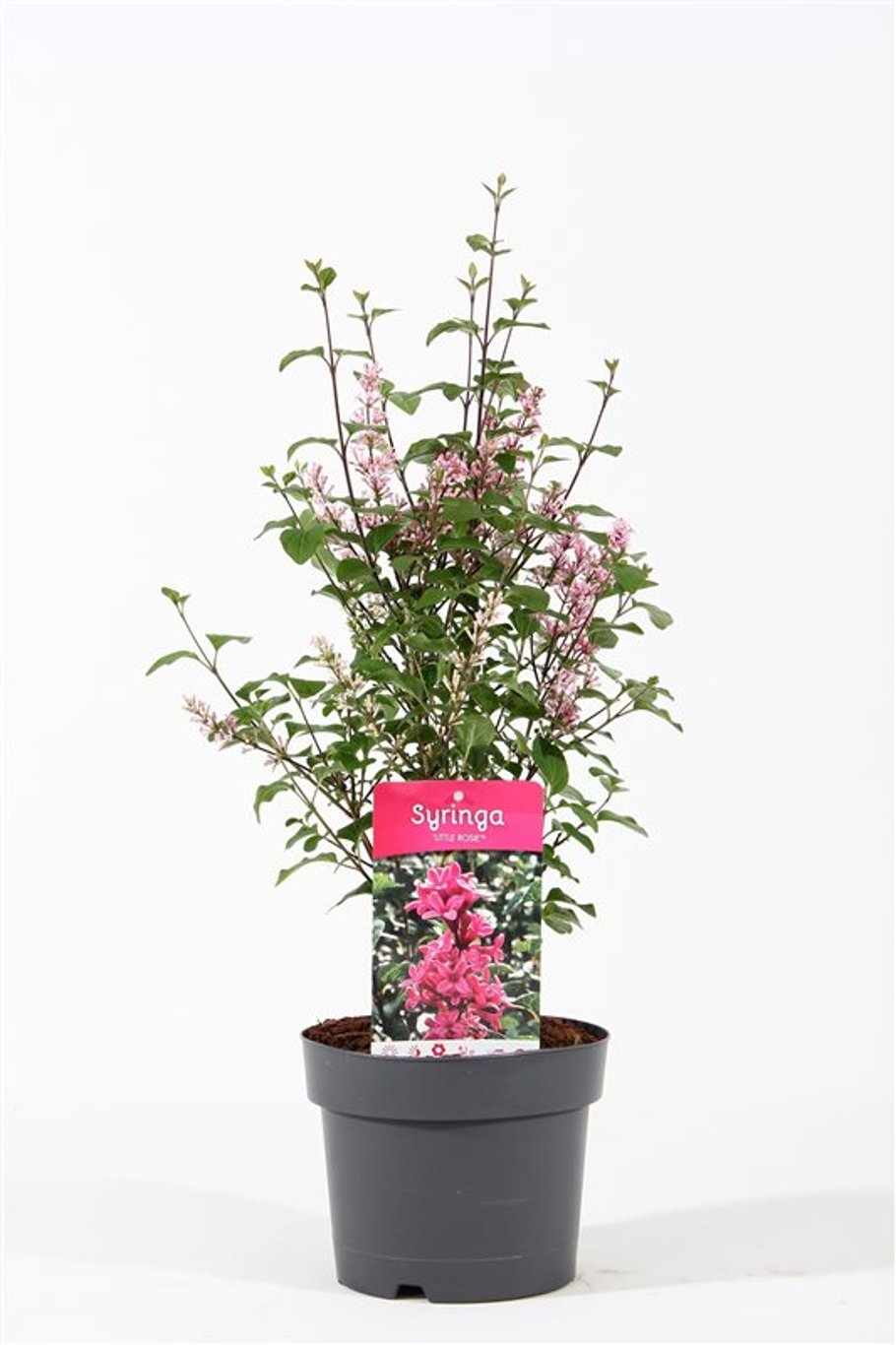 Syringa meyeri Little Rosie - C3